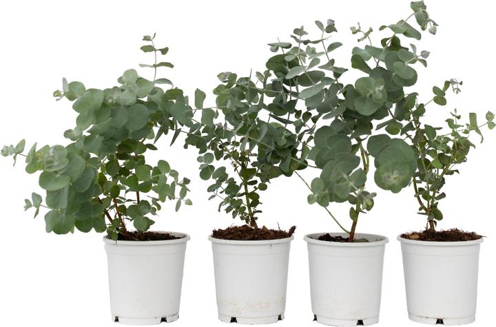 Image du produit Plant in a Box Eucalyptus Pulverulenta - Lot de 6 Eucalyptus à feuilles d'argent (25 cm)