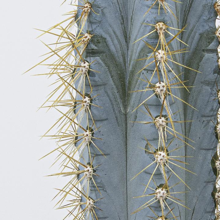 Produktbild Kakteen Gautschi Pilosocereus azureus Gruppe (40 cm)