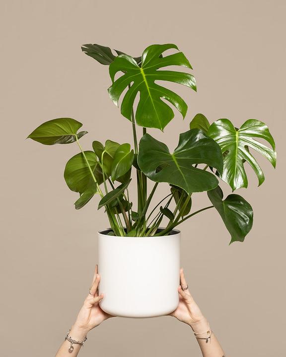 Immagine prodotto feey Monstera grande (65 cm, Appena rinvasata)
