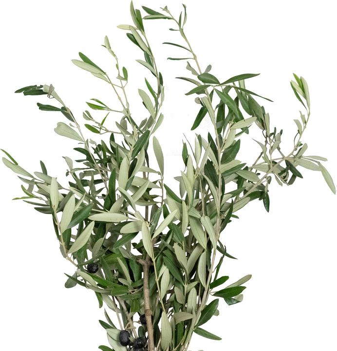 Produktbild Flowerbox Olivenblätter (Trockenblumen)