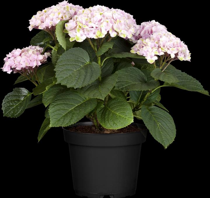 Hortensia Hydrangea Magical Four Seasons
