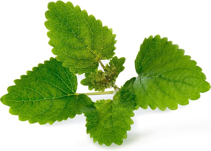 Image du produit Véritable Menthe bio (Graines d'herbes aromatiques)