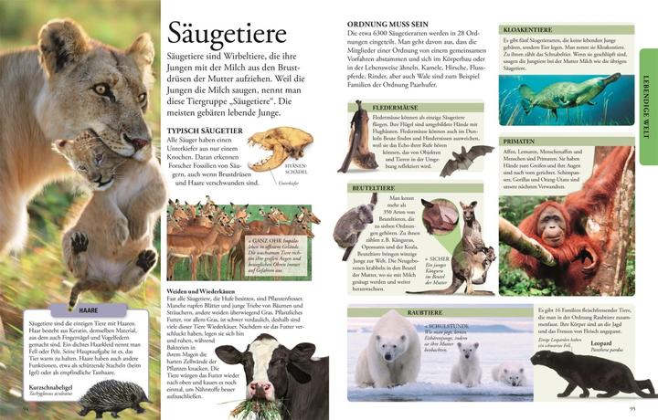 Actual product image Wissen für clevere Kids (German, Birgit Reit, Karin Hofmann, Martin Kliche, Barbara Kiesewetter, DK Verlag - Kids, 2024)