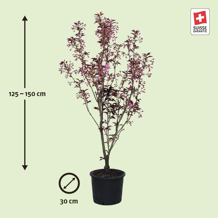 Produktbild Zulauf Jap. Nelken-Kirsche / Prunus serr. 'Royal Burgundy' (150 cm)