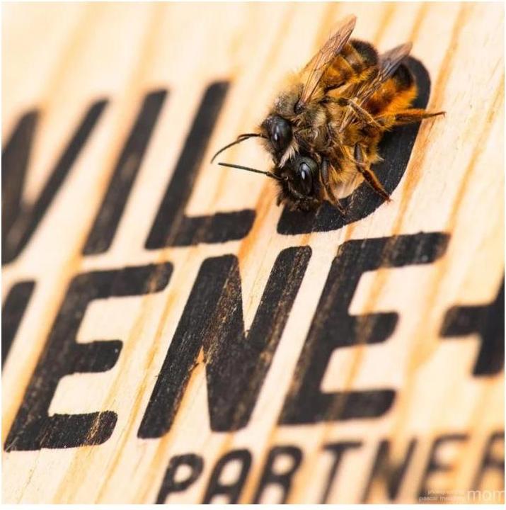 Produktbild Wildbiene BeeHome One (Wildbienen)
