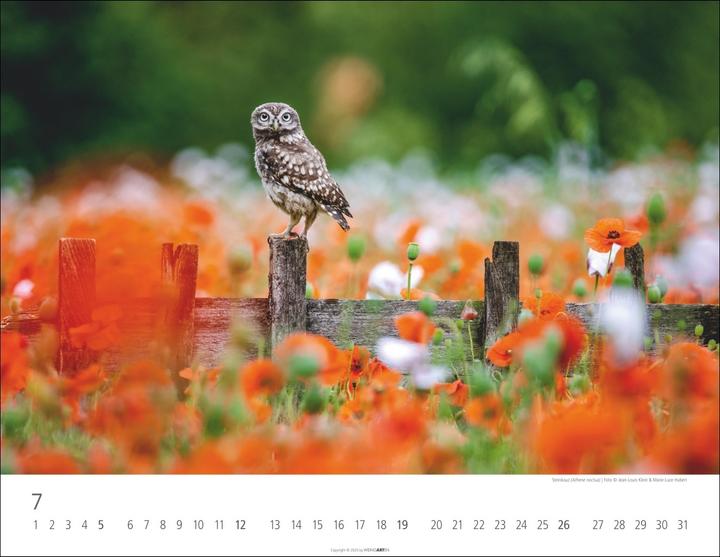 Immagine prodotto Eulen Kalender 2026 (44 x 34 cm, Copertina rigida, Tedesco, Inglese)