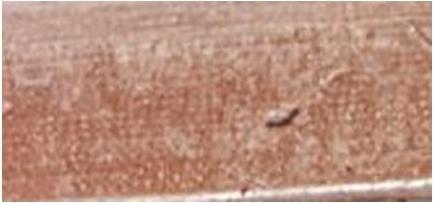 Actual product image Pola Cosmetics Eyebrow pencil with Precise Style brush r 5 ml - Shade: P1 (P1)