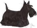 Produktbild Royal Canin Mini Dermacomfort für ausgewachsene Hunde kleiner Rassen mit empfindlicher Haut. Gewicht - 1 kg. (Senior, 1 Stk., 1000 g)