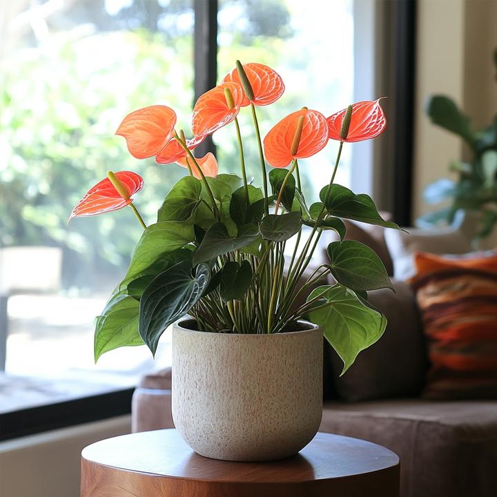 Immagine prodotto Plant in a Box Anthurium 'Madural Orange' - (55 cm)