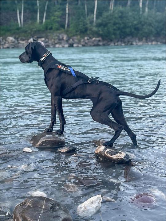 Image du produit Non-Stop Dogwear Harnais Freemotion (3, Chien, Général)