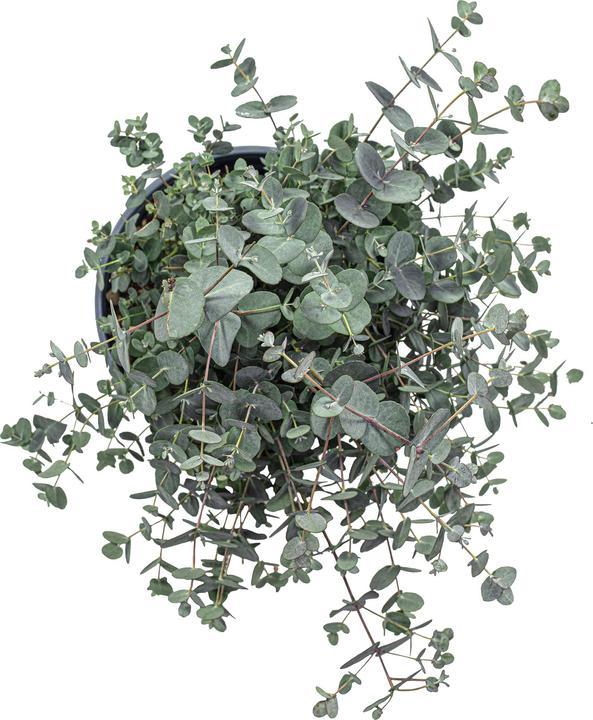 Produktbild Flowerbox Eukalyptus - Eucalyptus gunnii (45 cm)