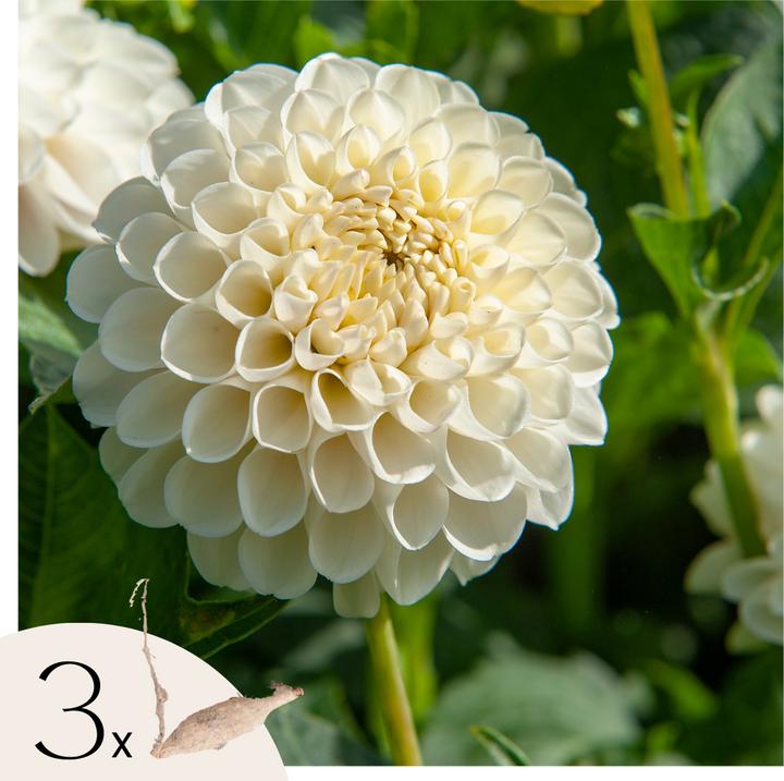 Produktbild Plant in a Box Dahlia Boom Boom White - 3er Set Dahlien (10 cm)