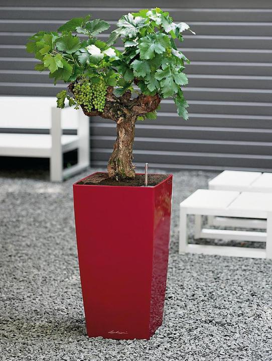 Actual product image Lechuza Cubico (22 cm)