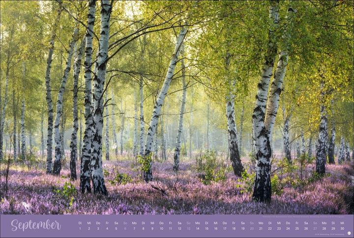 Actual product image Zauberwälder Edition Kalender 2026 (Hardcover, German)