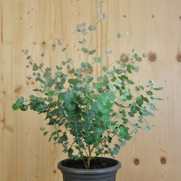 Produktbild Säntispracht Die wohlduftende Eukalyptus Terrassenpflanze - Eucalyptus cinerea Silver Tropfen (100 cm)