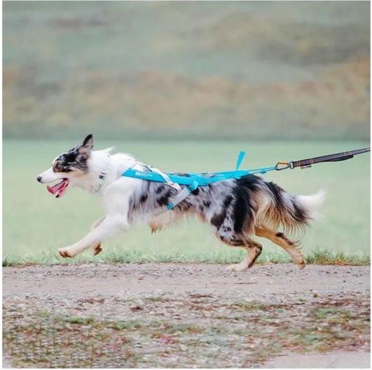 Productafbeelding Non-Stop Dogwear Freemotion Harnas 5.0 (XXL, Hond, Algemeen)