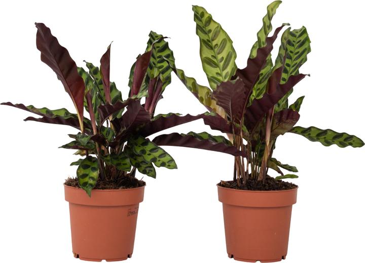 Produktbild Plant in a Box Calathea lancifolia - 2er Set Korbmarante (30 cm)