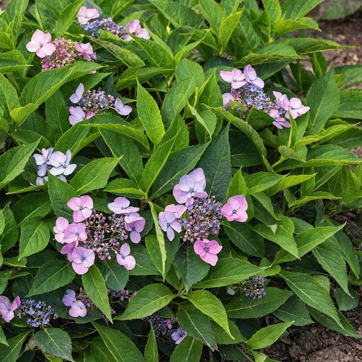 Produktbild Plant in a Box Hydrangea serrata 'Magic Pillow' - Hortensie (25 cm)