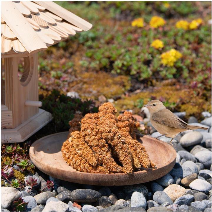 Immagine prodotto Lyra Pet Miglio coda di volpe (1 x, 1 kg)
