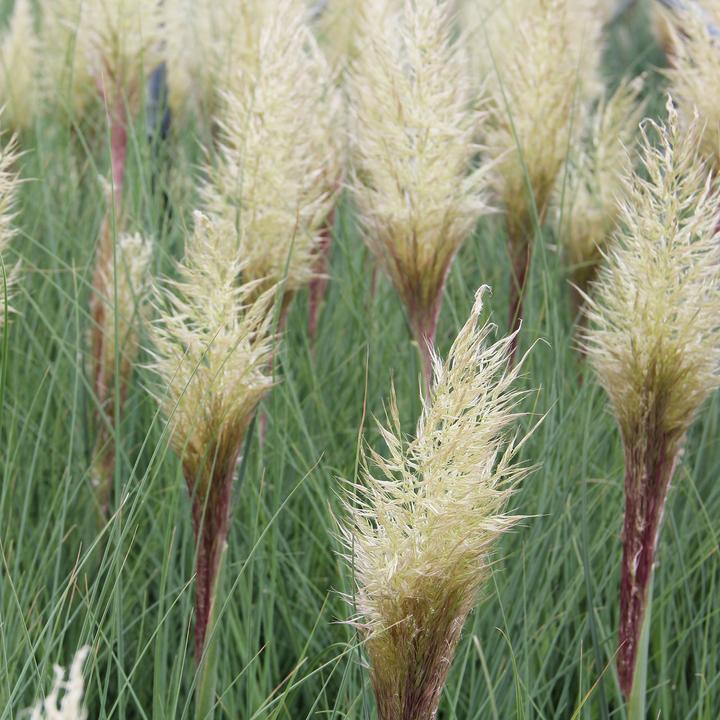 Produktbild Zulauf Pampasgras / Cortaderia selloana 'Pumila' (70 cm)