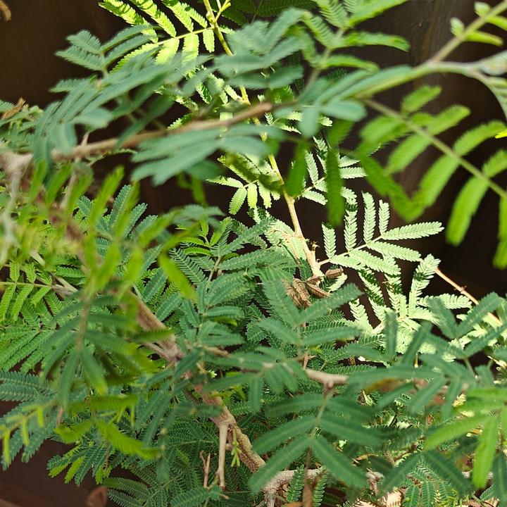 Immagine prodotto Tropica Echte Mimose Mimosa Pudica (Semi di fiori)
