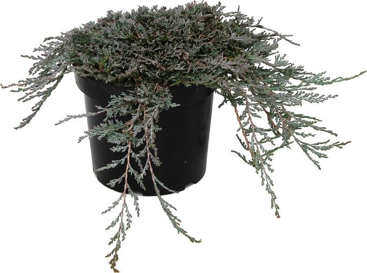 Immagine prodotto Zulauf Kriech-Wacholder / Juniperus hor. 'Icee Blue' (40 cm)