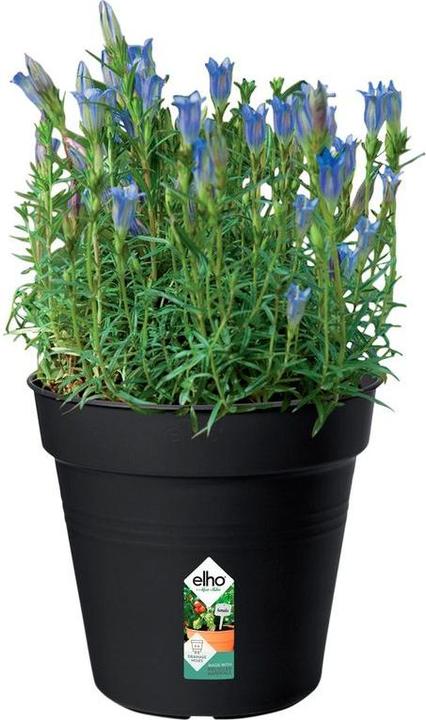 Image du produit Elho Green Basics (17 cm)