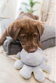 Image du produit Trixie Poulpe réversible, peluche, 19 cm (Jouet alimentaire pour chien)