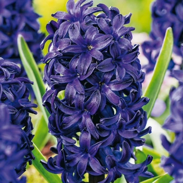 Actual product image Plant in a Box Hyacinthus Blue Trophy - set of 15 hyacinth bulbs (30 cm)