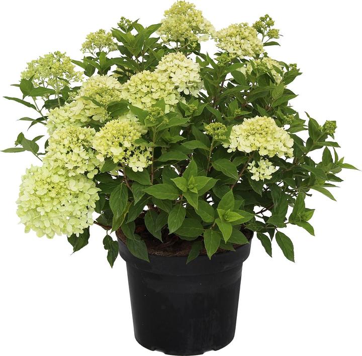 Actual product image Zulauf Zwerg-Rispen-Hortensie / Hydrangea pan. 'Little Lime' (30 cm)