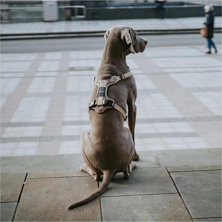 Immagine prodotto Hunter Pettorina mimetica Divo per cani Beige M (M, Cane)