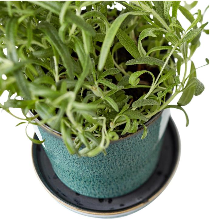 Actual product image Bitz Plant container (10 cm)