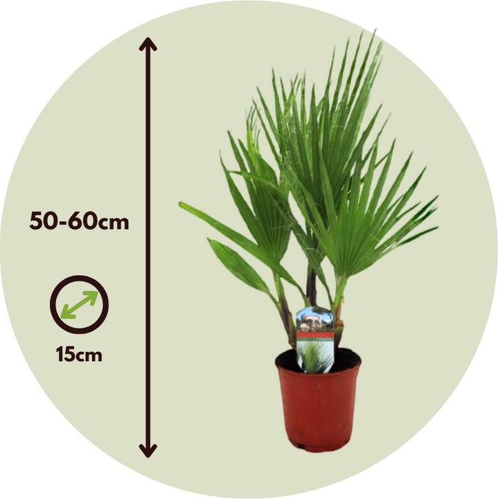 Actual product image Plant in a Box Washingtonia Robusta - Mexican fan palm (50 cm)