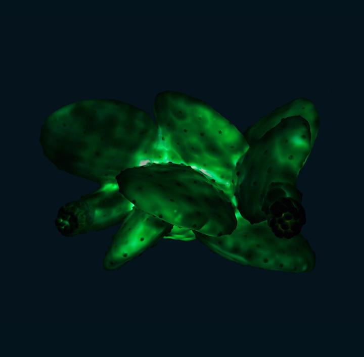 Image du produit Goodnight Light Cactus