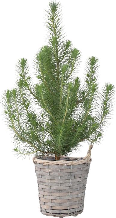 Produktbild Plant in a Box Pinus Pinea 'Silver Crest' (40 cm)