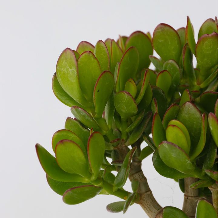 Image du produit Plant in a Box Crassula ovata Minor - Plante de jade (45 cm)