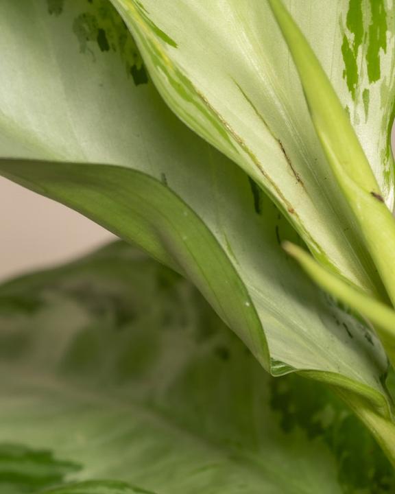 Actual product image feey Aglaonema Silver Bay (55 cm, Freshly repotted)