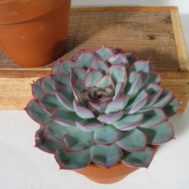 Produktbild Kakteen Gautschi Echeverien (15 cm)