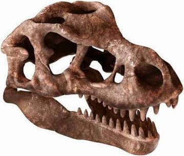 Produktbild Clementoni Galileo DISCOVERY - Ausgrabungs-Set - Riesenschädel des T-Rex