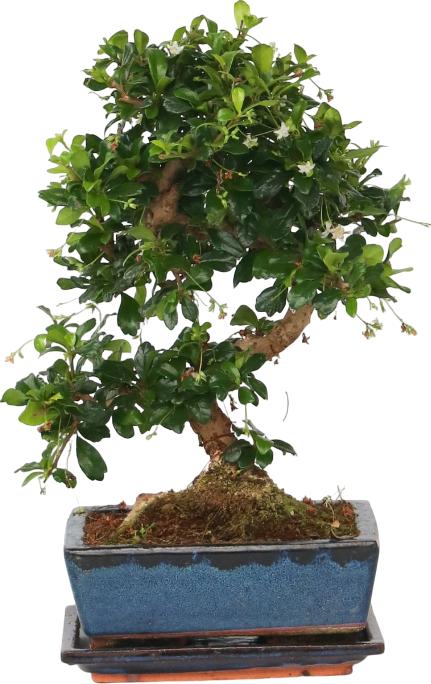 Image du produit Plant in a Box Carmona microphylla - Bonsaïs (20 cm)