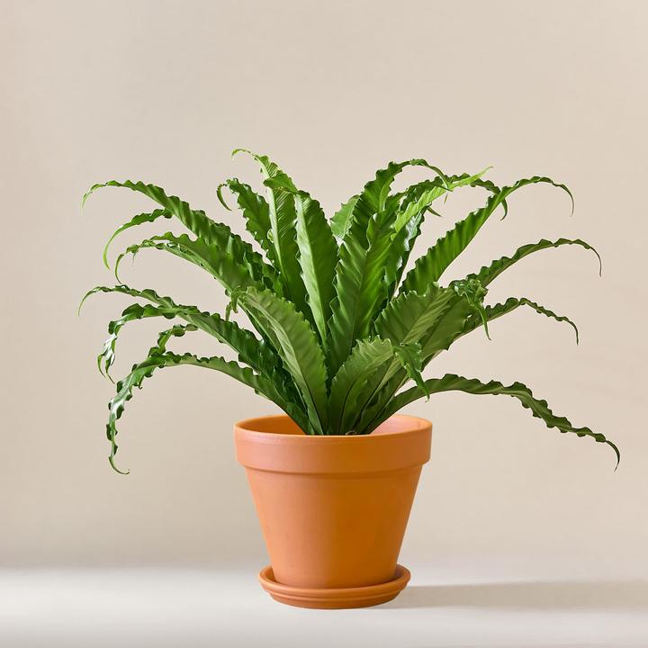 Actual product image Mary and Plants Bird's Nest Fern (55 cm)