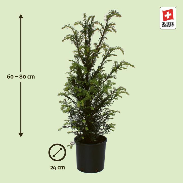 Produktbild Zulauf Gemeine Eibe / Taxus baccata (60 cm)