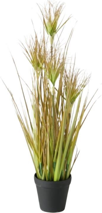 Produktbild Boltze Home Boltze Topfplanze Zwiebelgras 60 cm
