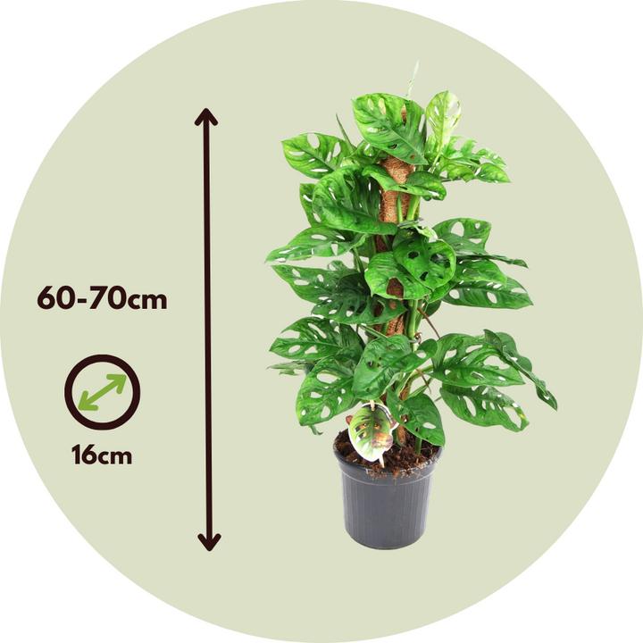 Actual product image Plant in a Box Monstera Monkey Mask - Monkey mask plant on a stick (60 cm)