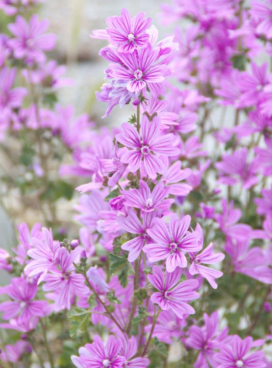 Image du produit Rausch Mauve (50 ml)