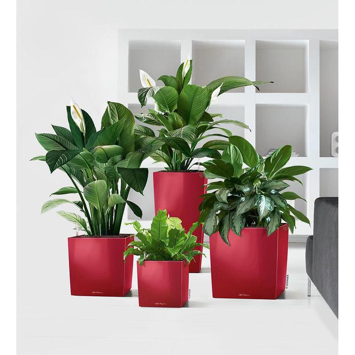 Actual product image Lechuza Cube (39 cm)