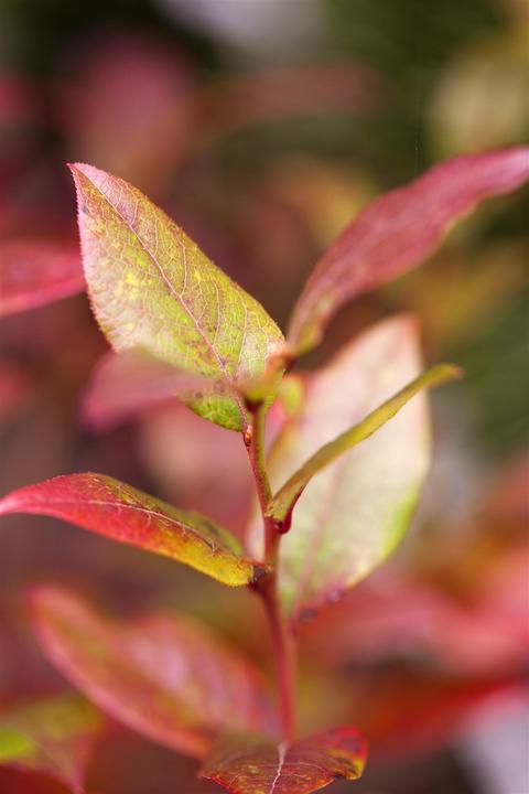 Actual product image Blueberry Bluecrop (60 cm)