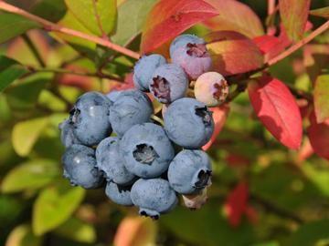 Actual product image Blueberry Bluecrop (60 cm)