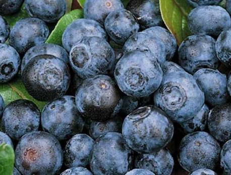 Actual product image Blueberry Bluecrop (60 cm)