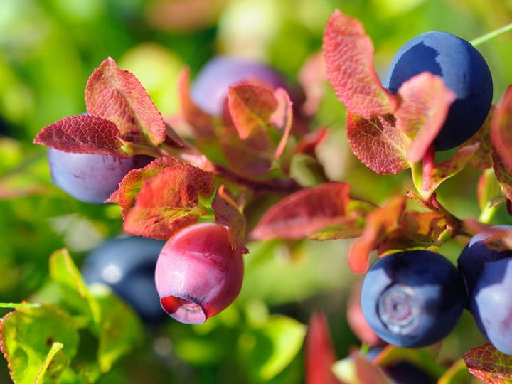 Actual product image Blueberry Bluecrop (60 cm)
